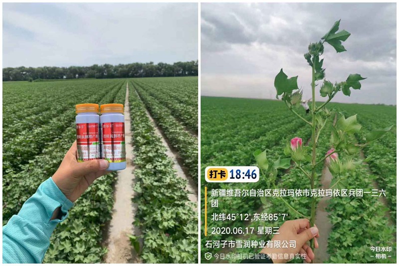 棉花用了控爾豐，控旺增產(chǎn)真輕松(圖3)