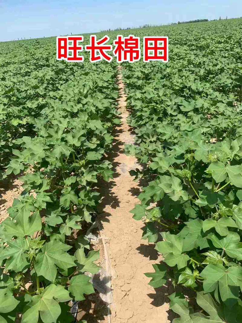 棉花用了控爾豐，控旺增產(chǎn)真輕松(圖6)