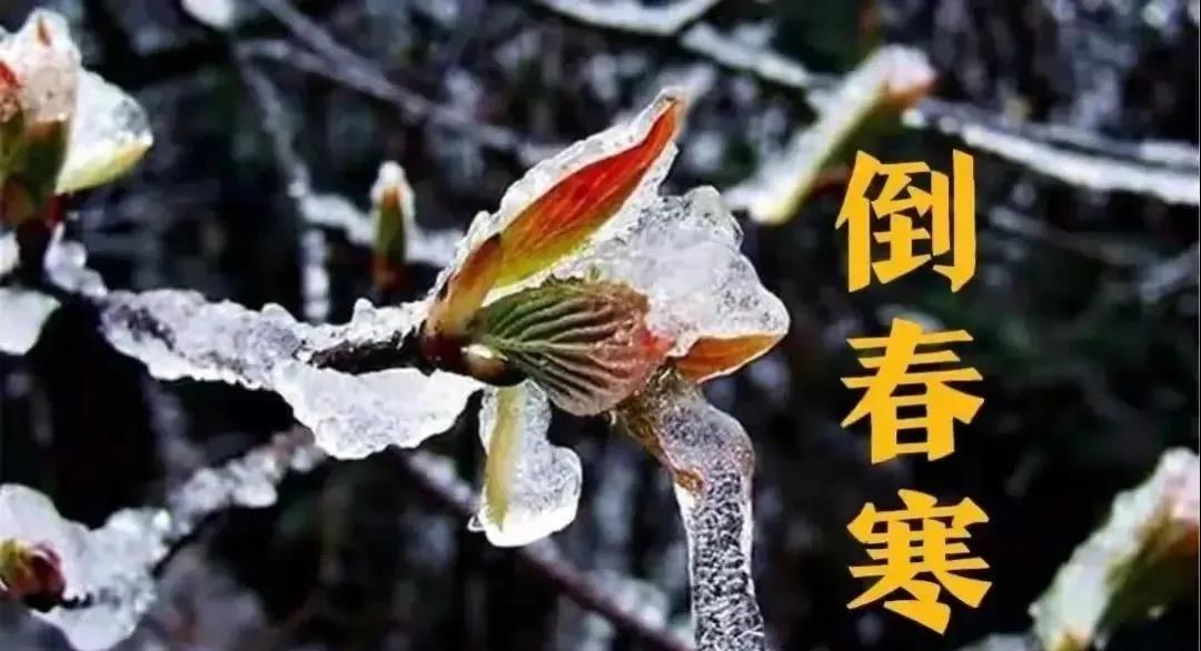 預(yù)防倒春寒，植物生長(zhǎng)調(diào)節(jié)劑有大用！(圖1)