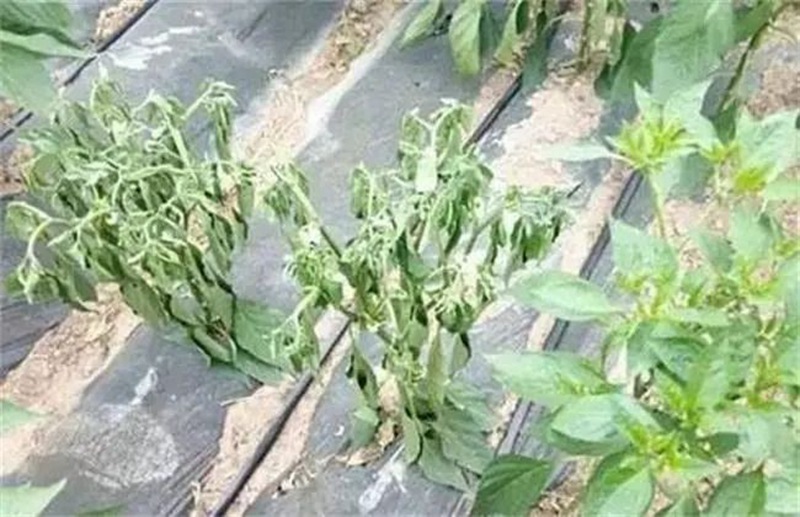 蔬菜死棵一年比一年重，到底能不能重茬？(圖1)