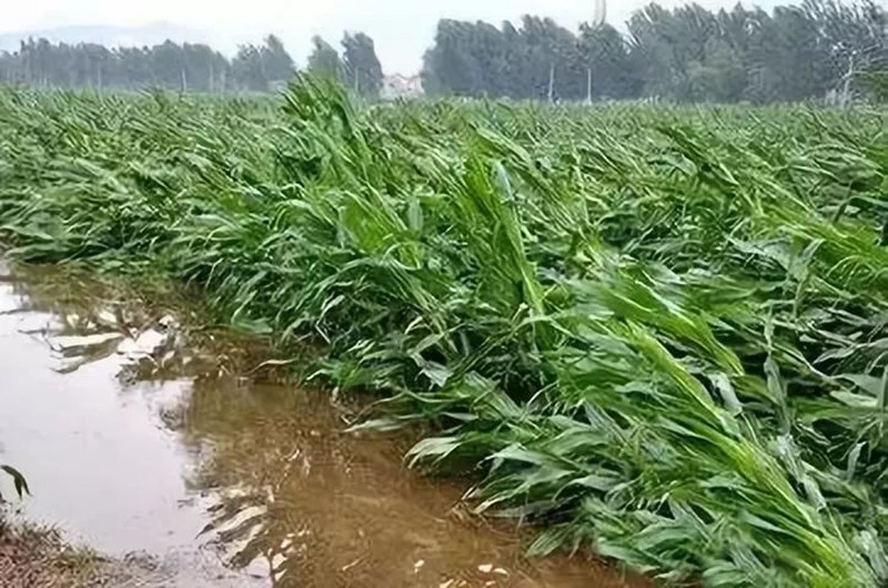 暴雨過(guò)后，應(yīng)做好這些事！(圖2)