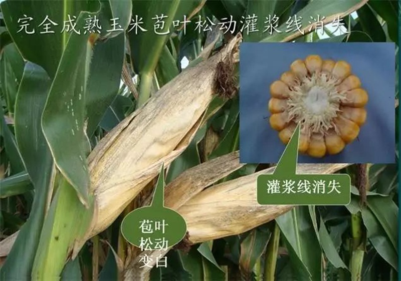 今年小麥要晚種，玉米要晚收！(圖1)
