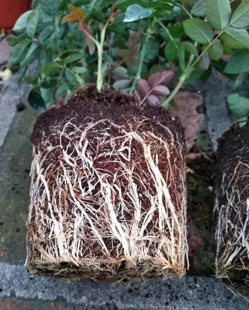 根是植物的命，抓住這幾點(diǎn)，根系粗壯、四通發(fā)達(dá)(圖1)