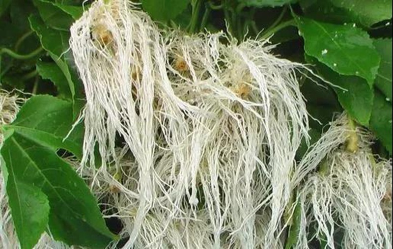 根是植物的命，抓住這幾點(diǎn)，根系粗壯、四通發(fā)達(dá)(圖2)